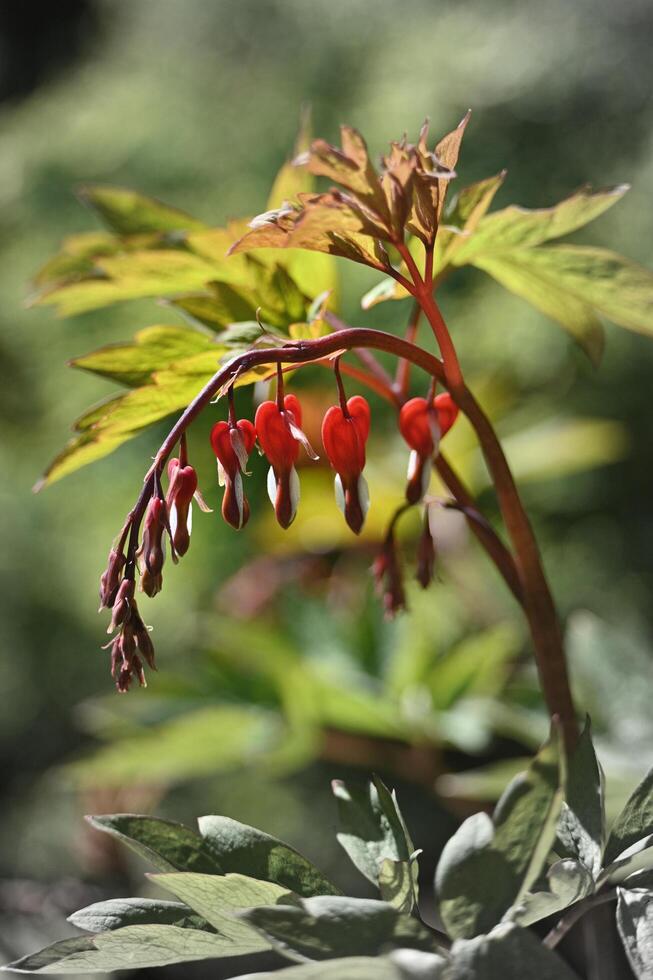 a perennial plant is blooming in the nursery photo