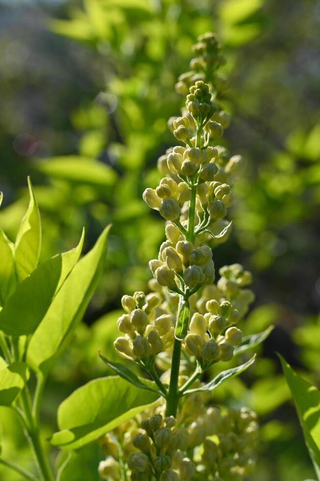a close up of a plant with yellow flowers photo