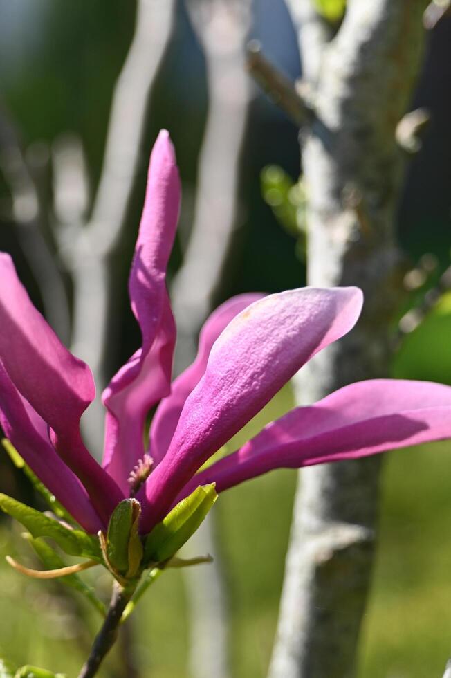 magnolias bloomed in the park with large purple flowers photo