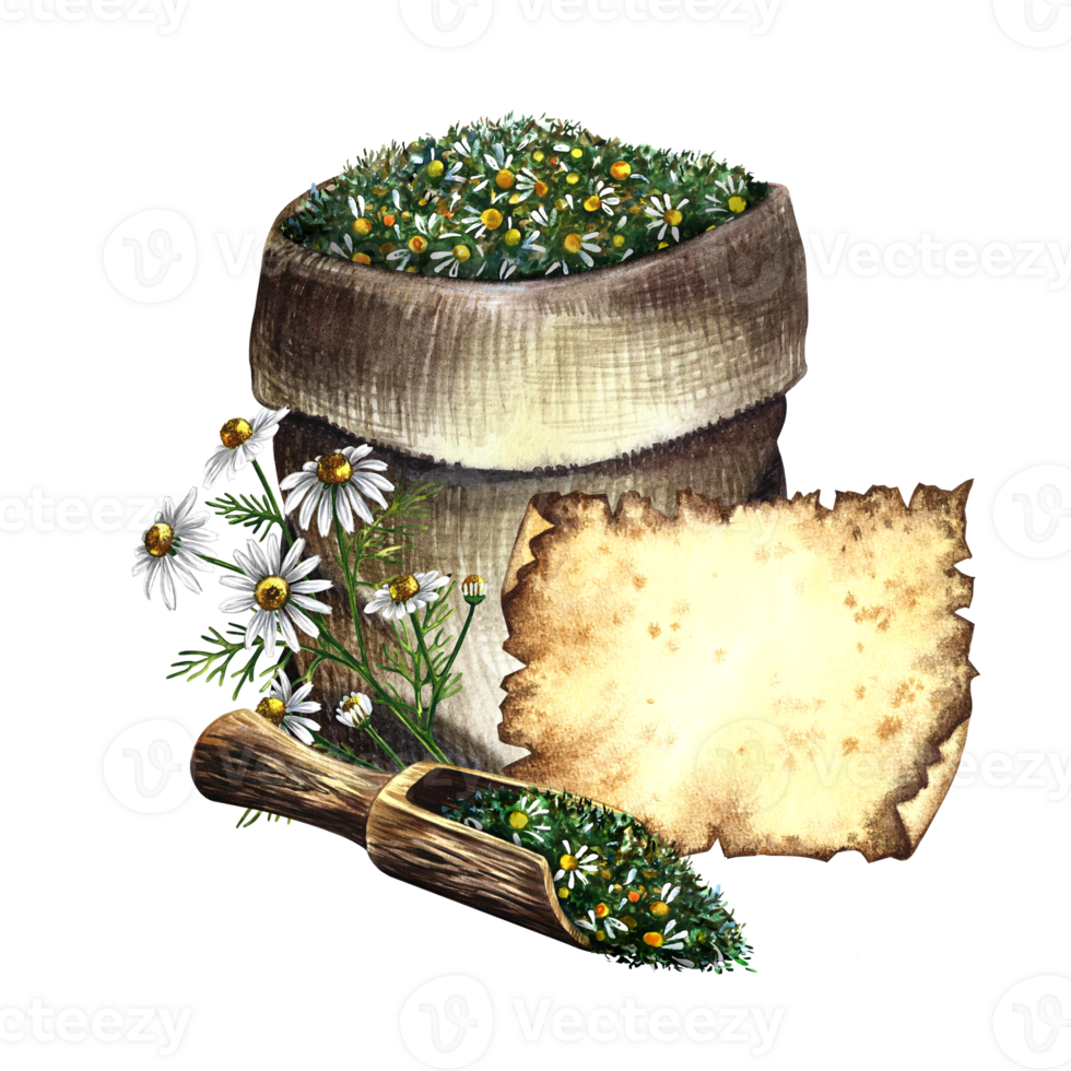 Chamomile, medicinal herb, dried, crushed in a linen bag. with a label of old parchment for the inscription and a scoop with chopped pharmaceutical herb. Watercolor hand drawn illustration. png