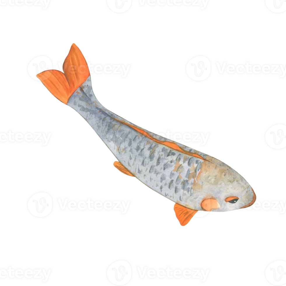 Koi Fish watercolor illustration Japanese. Colorful oriental Carp in Asia. Chinese goldfish and traditional fishery isolated background png