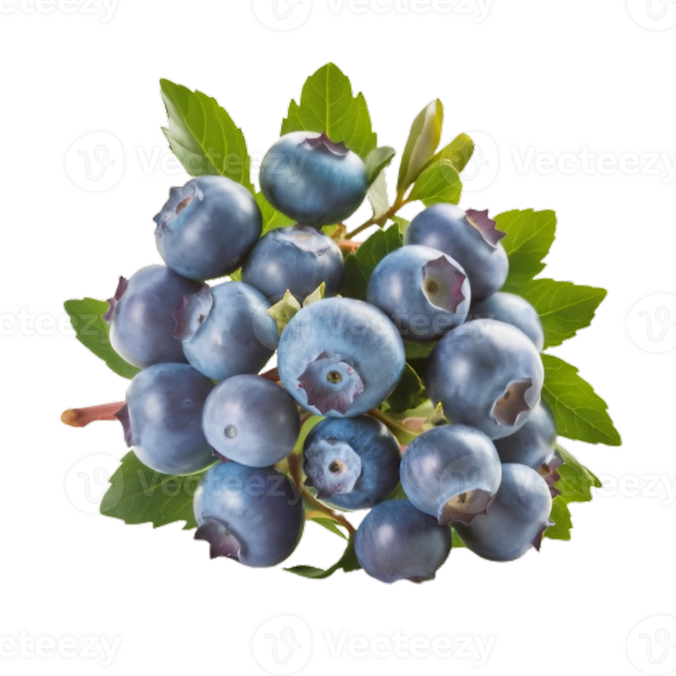 A stunning, high-resolution photograph of a small branch adorned with clusters of plump, juicy blueberries png
