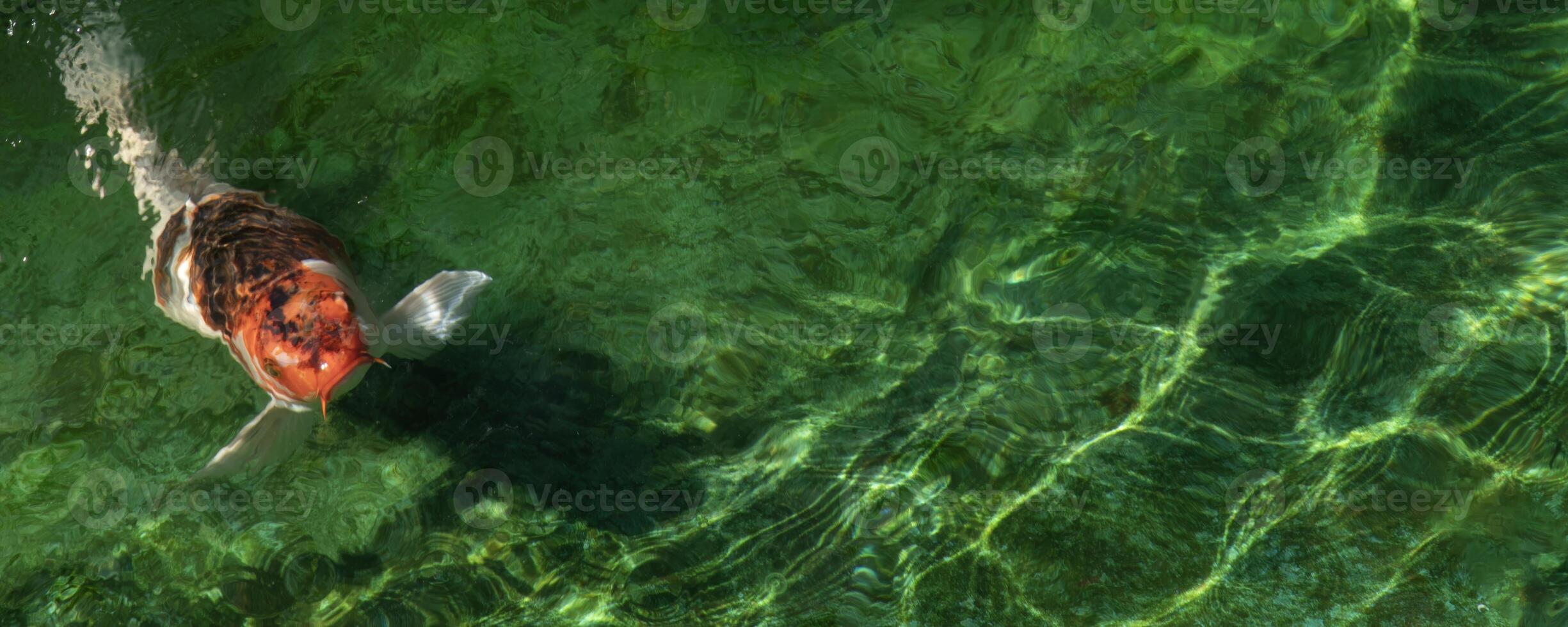 An orange koi fish swims in a green pond. photo