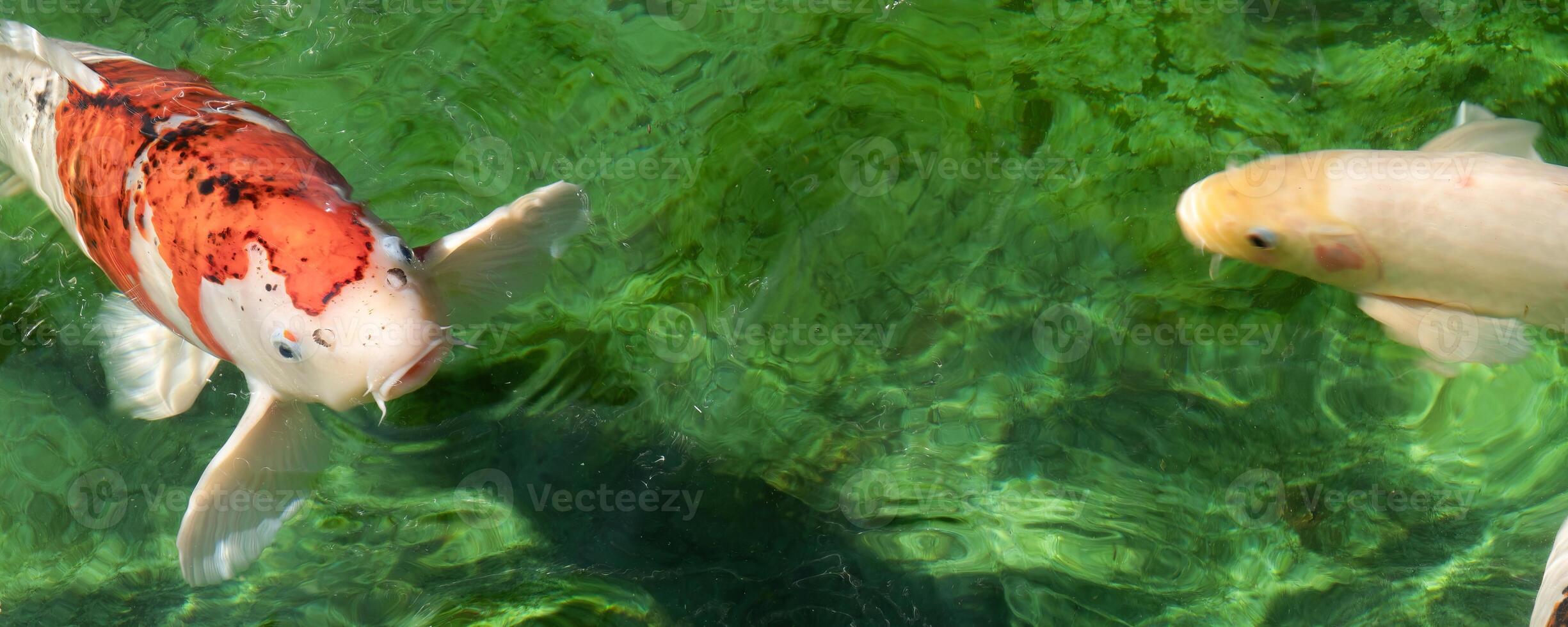 Two koi fish swim in a green pond. photo