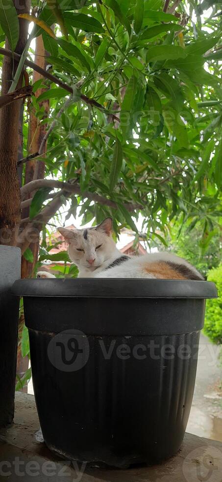 Cute cat in black potted plant. Adorable cat background photo
