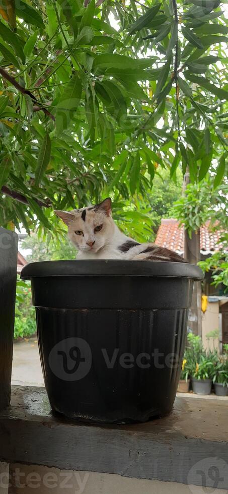 Cute cat in black potted plant. Adorable cat background photo
