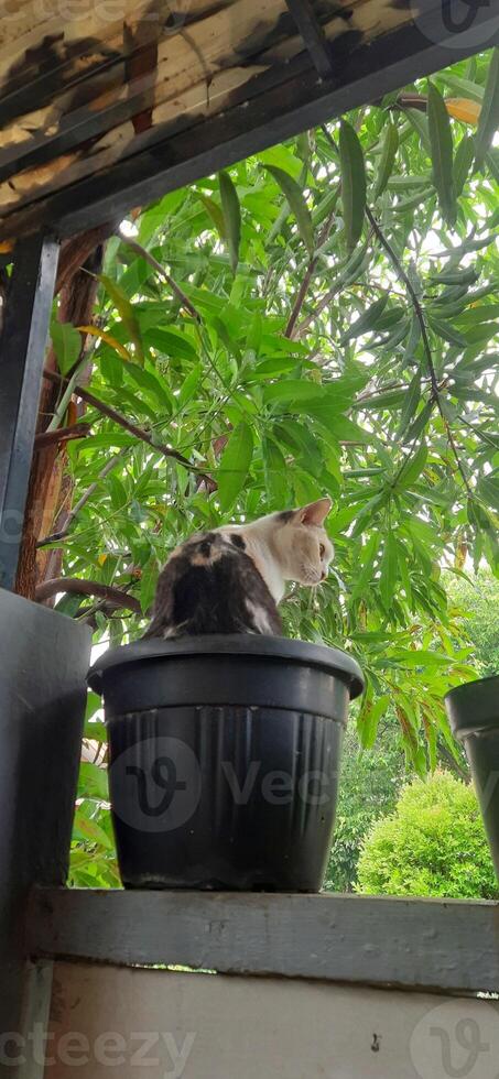 Cute cat in black potted plant. Adorable cat background photo