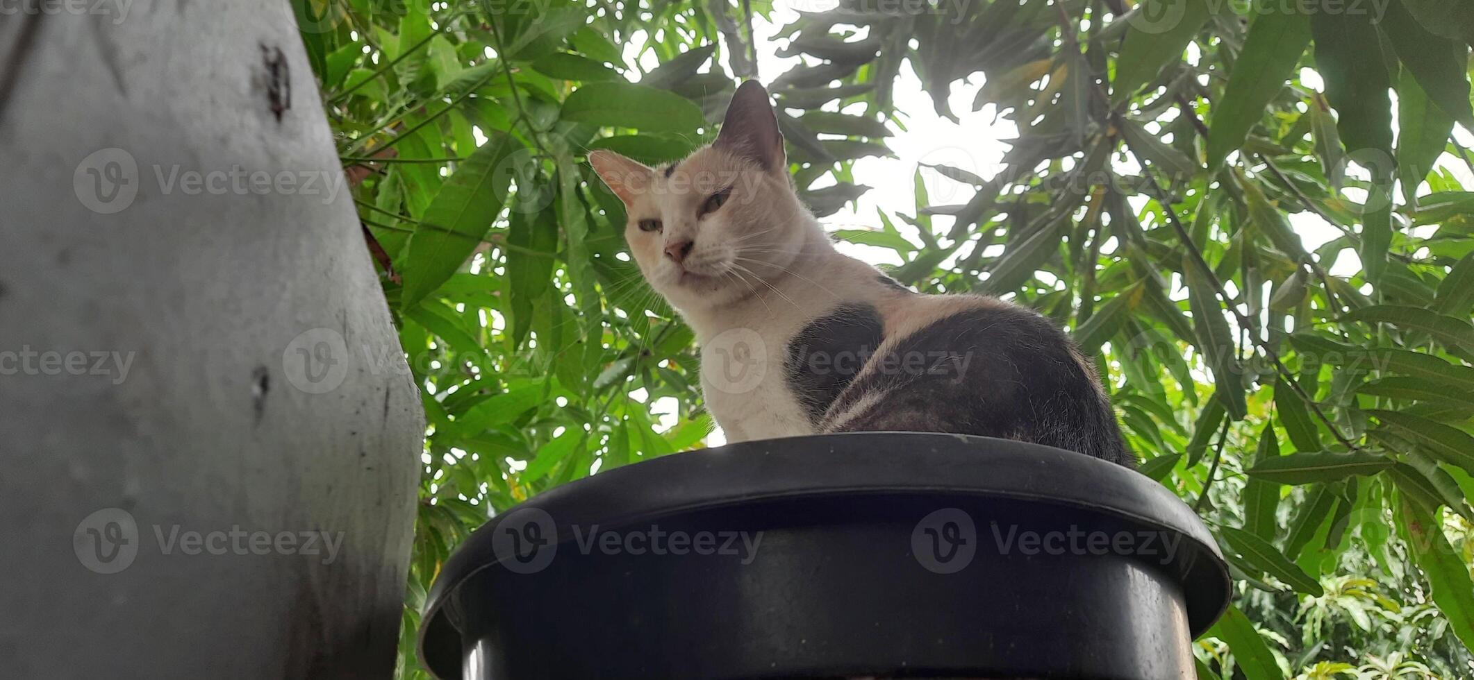Cute cat in black potted plant. Adorable cat background photo