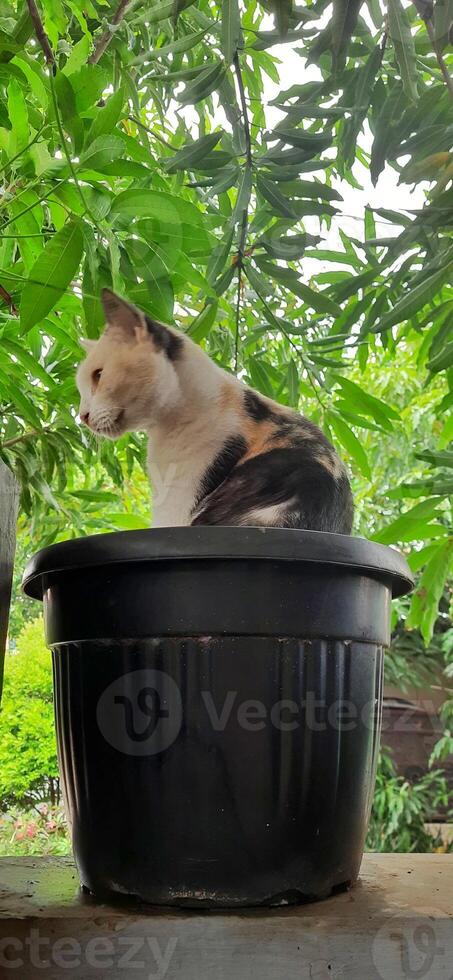 Cute cat in black potted plant. Adorable cat background photo