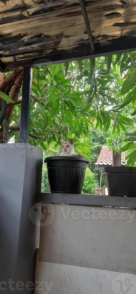 Cute cat in black potted plant. Adorable cat background photo