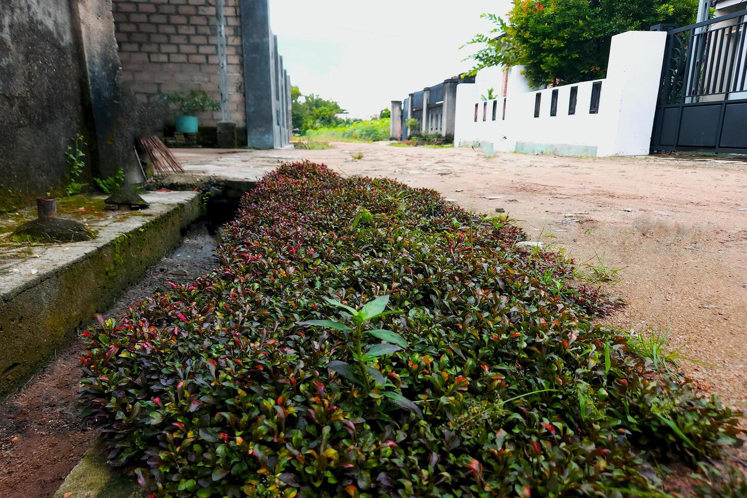 view of a dirt road in a village with a natural concept photo