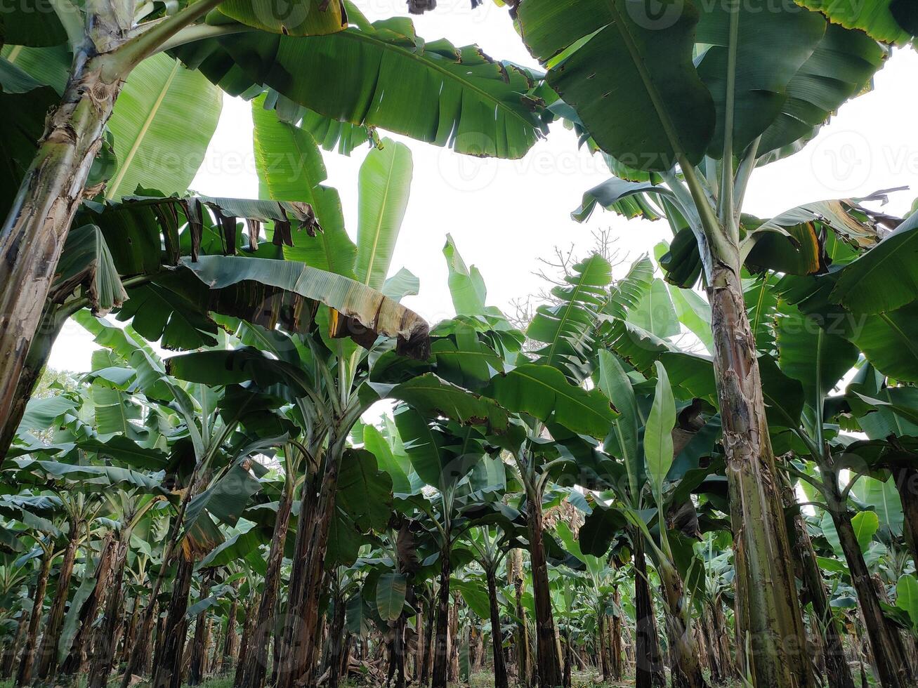 Lush Banana Plantation Grove Vibrant Green Nature Garden Background photo
