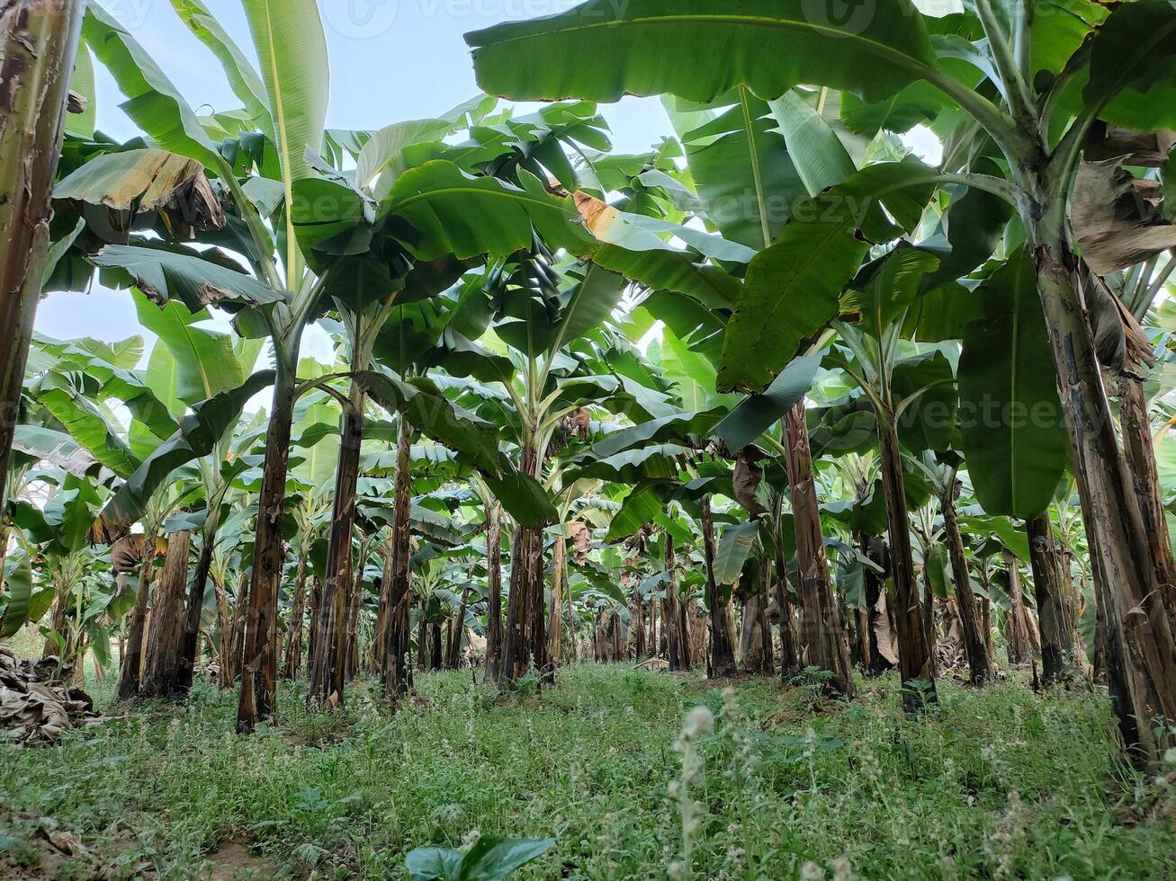 Lush Banana Plantation Grove Vibrant Green Nature Garden Background photo