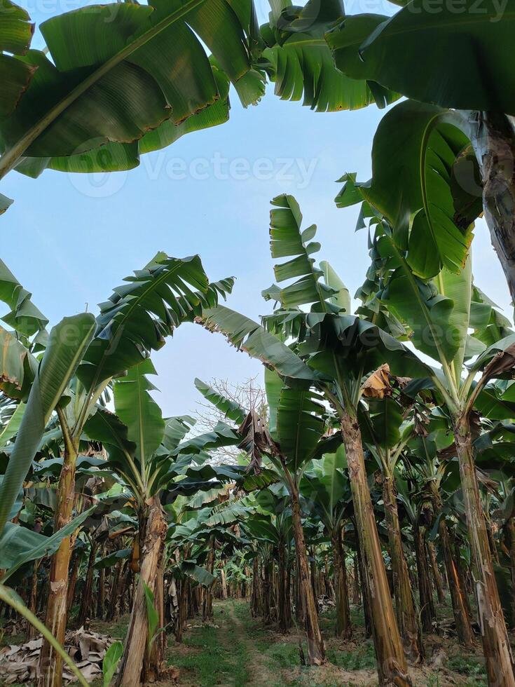 Lush Banana Plantation Grove Vibrant Green Nature Garden Background photo