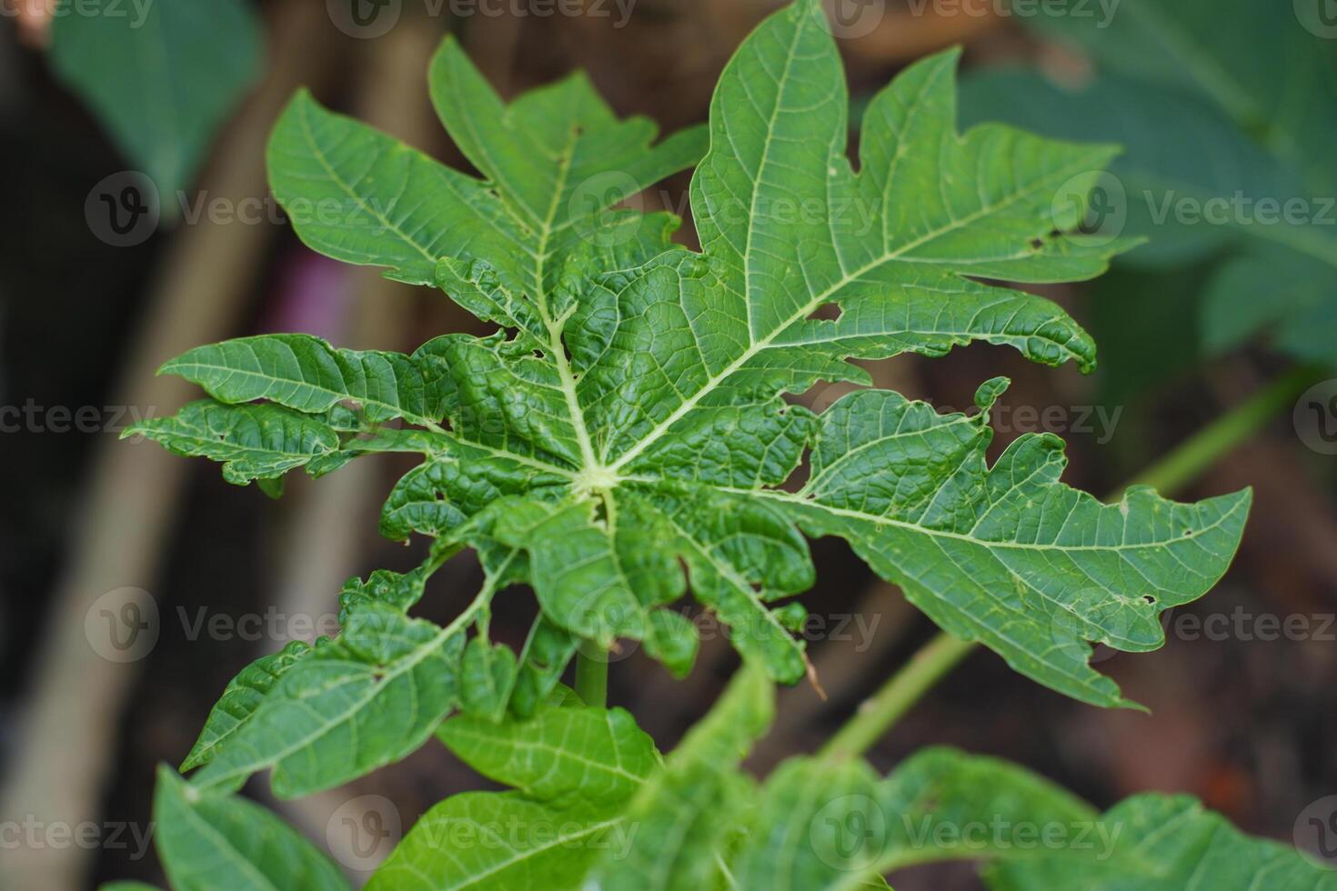 Papaya leaves in the garden. photo