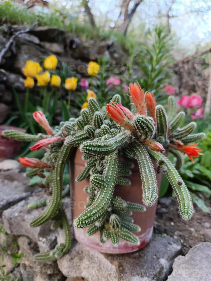 Chamaecereus silvestrii is a species of cactus from northwestern Argentina and Bolivia. it has been called the peanut cactus. photo