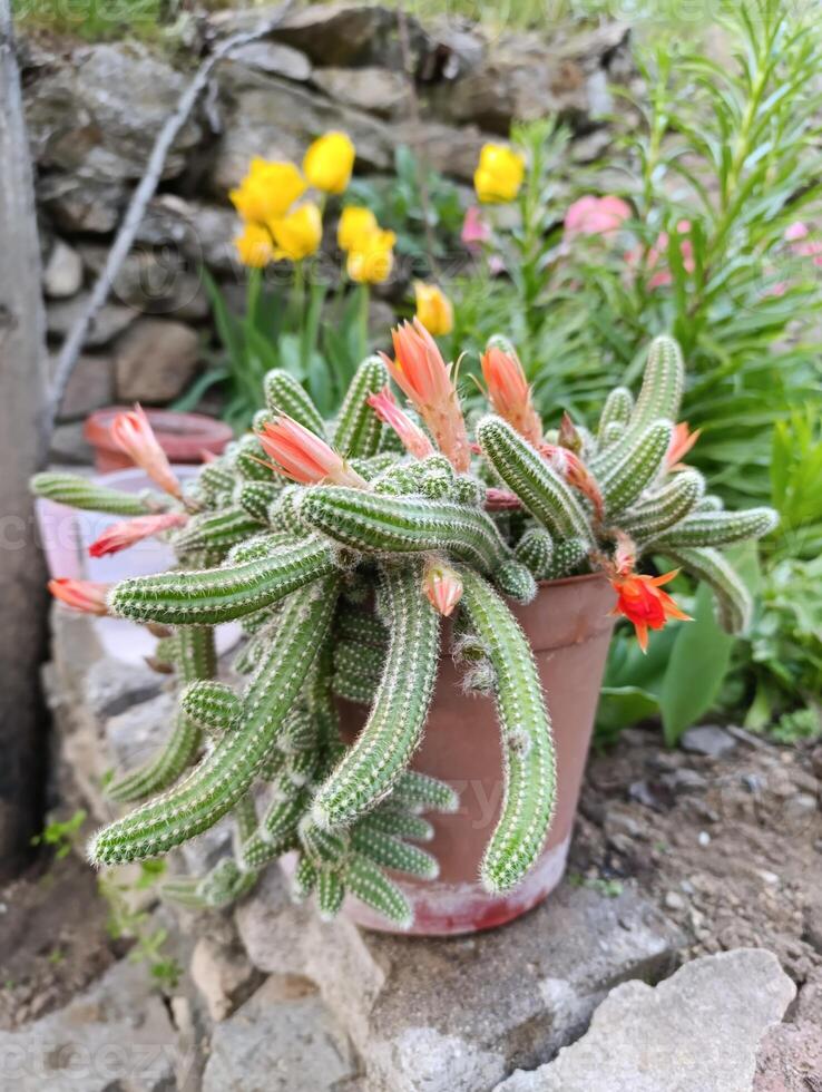 Chamaecereus silvestrii is a species of cactus from northwestern Argentina and Bolivia. it has been called the peanut cactus. photo