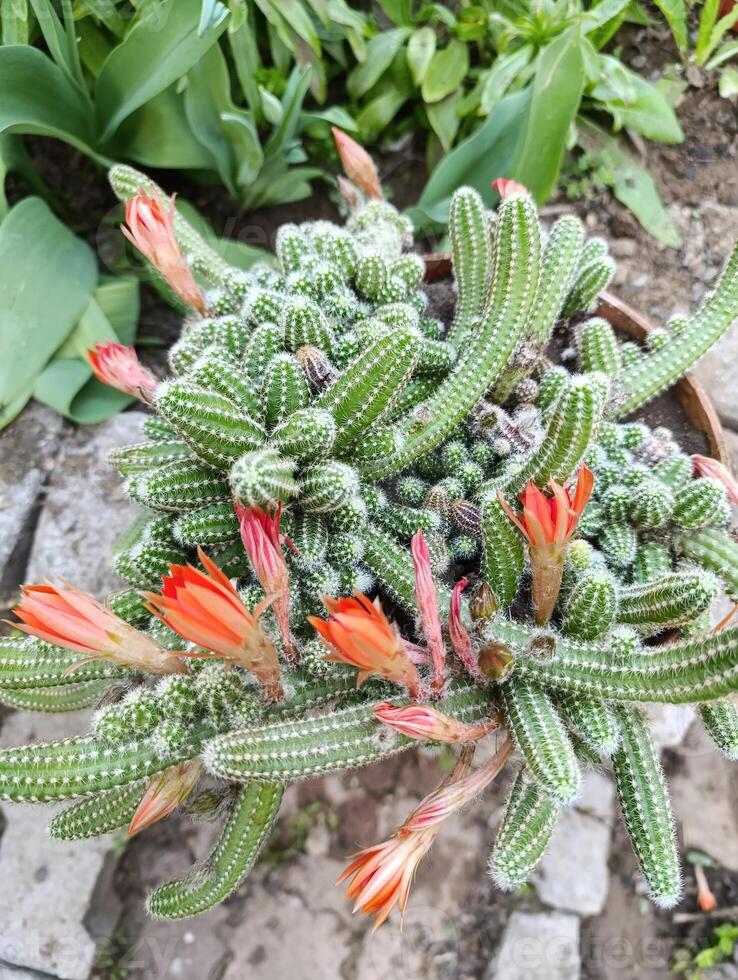 Chamaecereus silvestrii is a species of cactus from northwestern Argentina and Bolivia. it has been called the peanut cactus. photo