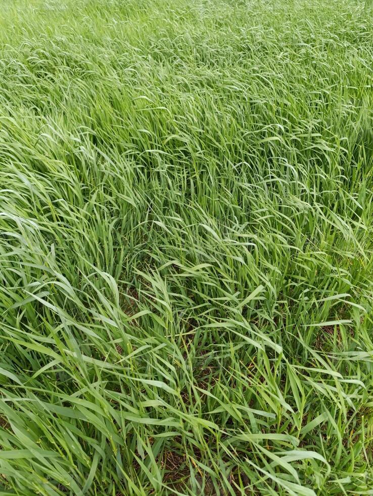 a field of grass with the grass in the background photo