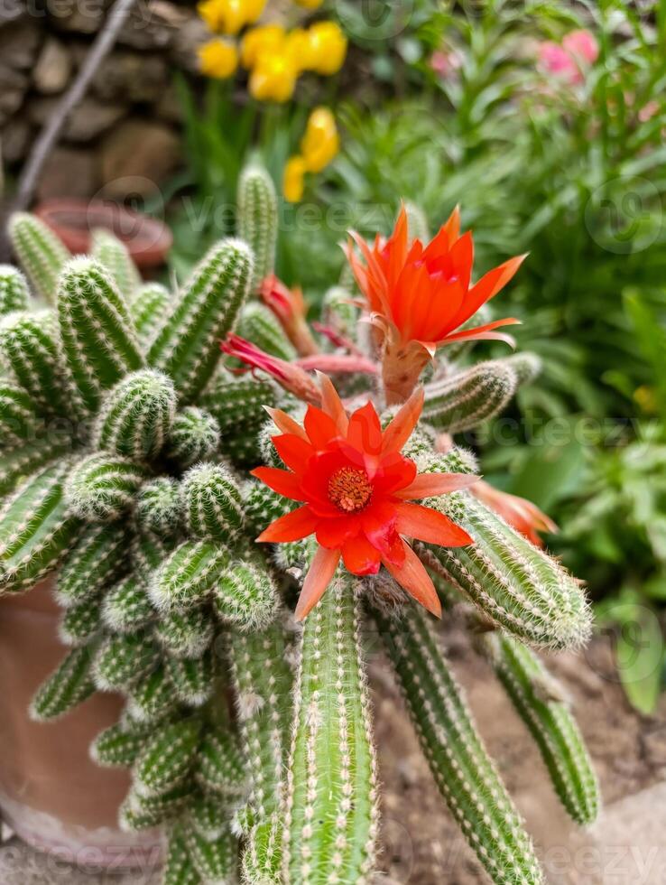 Chamaecereus silvestrii is a species of cactus from northwestern Argentina and Bolivia. it has been called the peanut cactus. photo