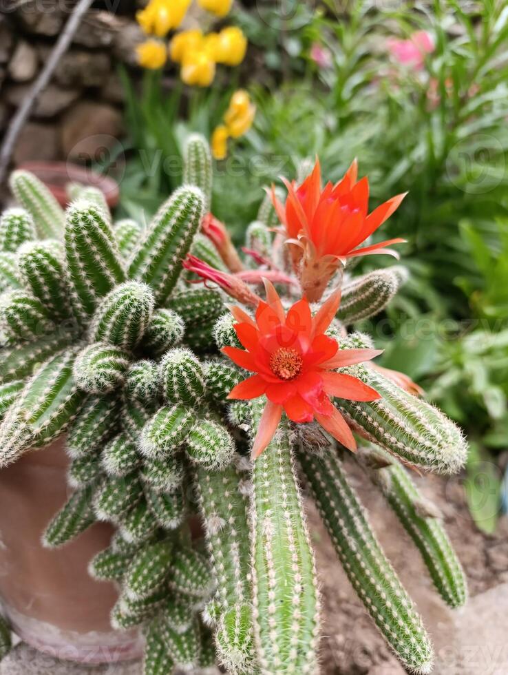 Chamaecereus silvestrii is a species of cactus from northwestern Argentina and Bolivia. it has been called the peanut cactus. photo