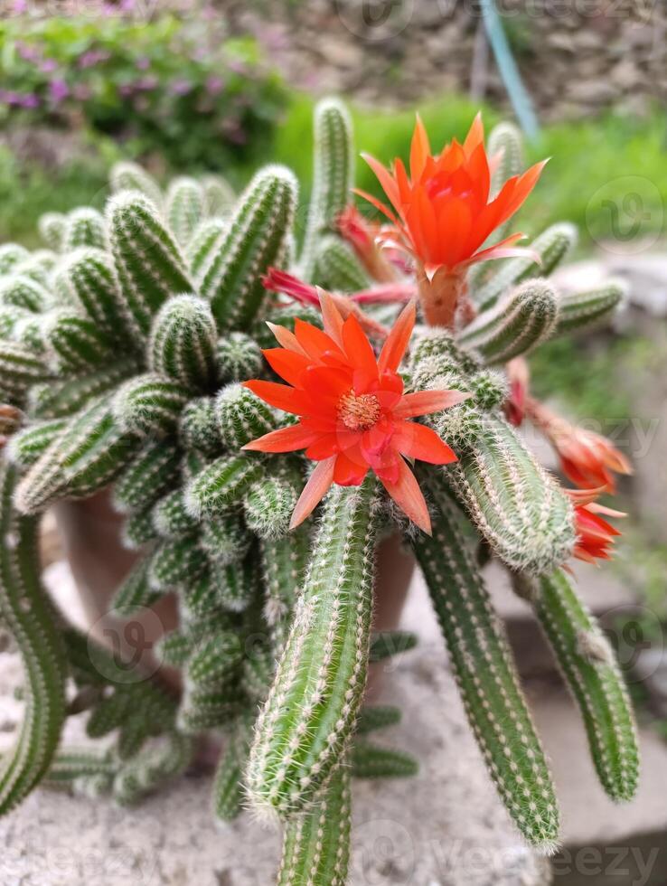 Chamaecereus silvestrii is a species of cactus from northwestern Argentina and Bolivia. it has been called the peanut cactus. photo