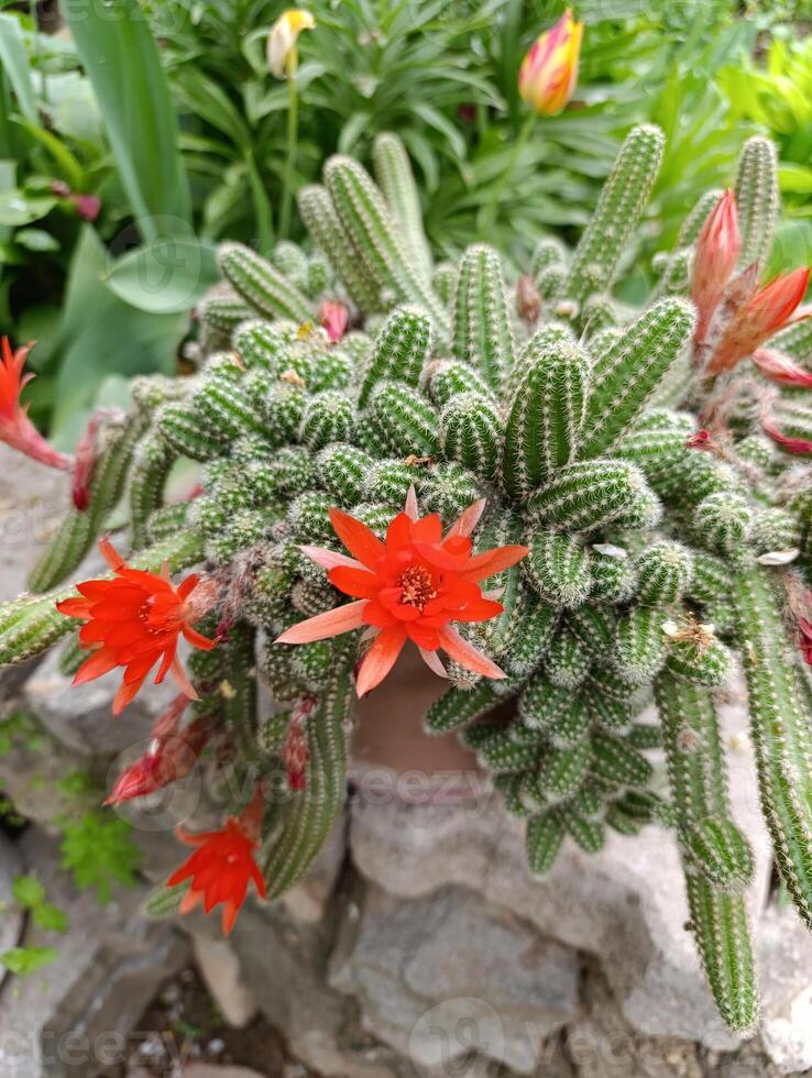Chamaecereus silvestrii is a species of cactus from northwestern Argentina and Bolivia. it has been called the peanut cactus. photo