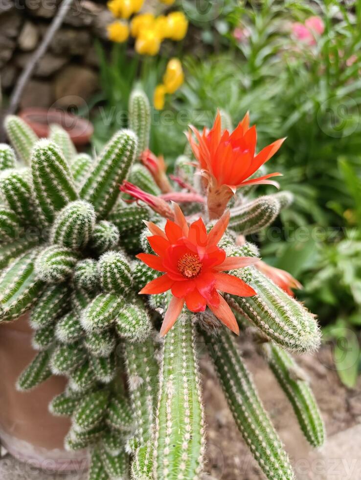 Chamaecereus silvestrii is a species of cactus from northwestern Argentina and Bolivia. it has been called the peanut cactus. photo