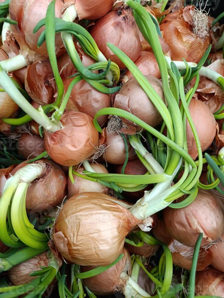 a basket full of onions with a green stem. photo
