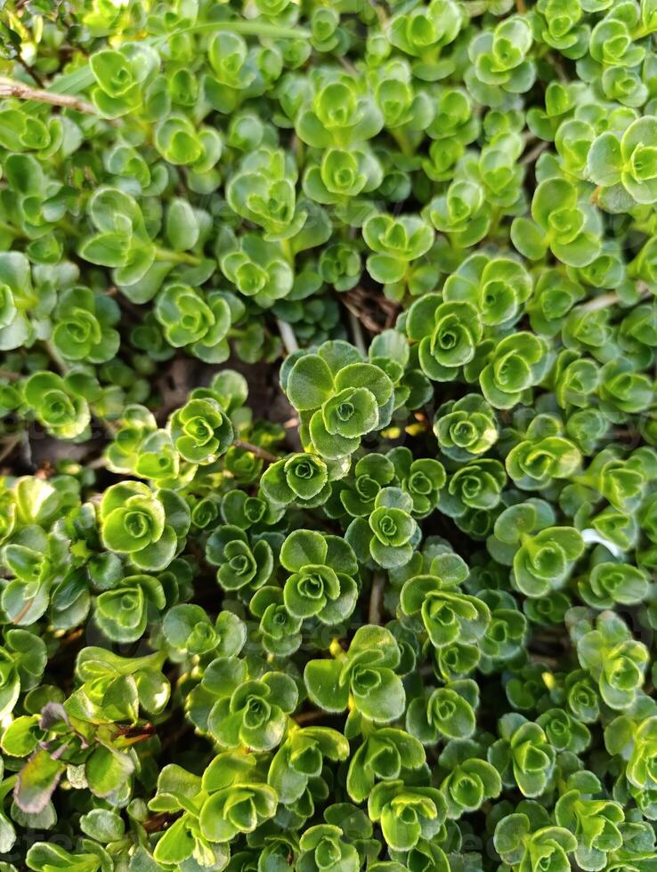 Phedimus spurius, the Caucasian stonecrop or two row stonecrop,is a species of flowering plant in the family Crassulaceae. It is still widely listed in the literature as Sedum spurium. photo