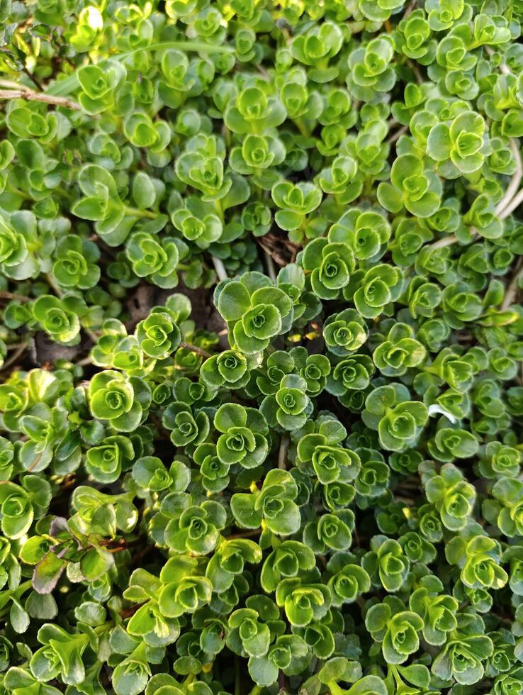 Phedimus spurius, the Caucasian stonecrop or two row stonecrop,is a species of flowering plant in the family Crassulaceae. It is still widely listed in the literature as Sedum spurium. photo