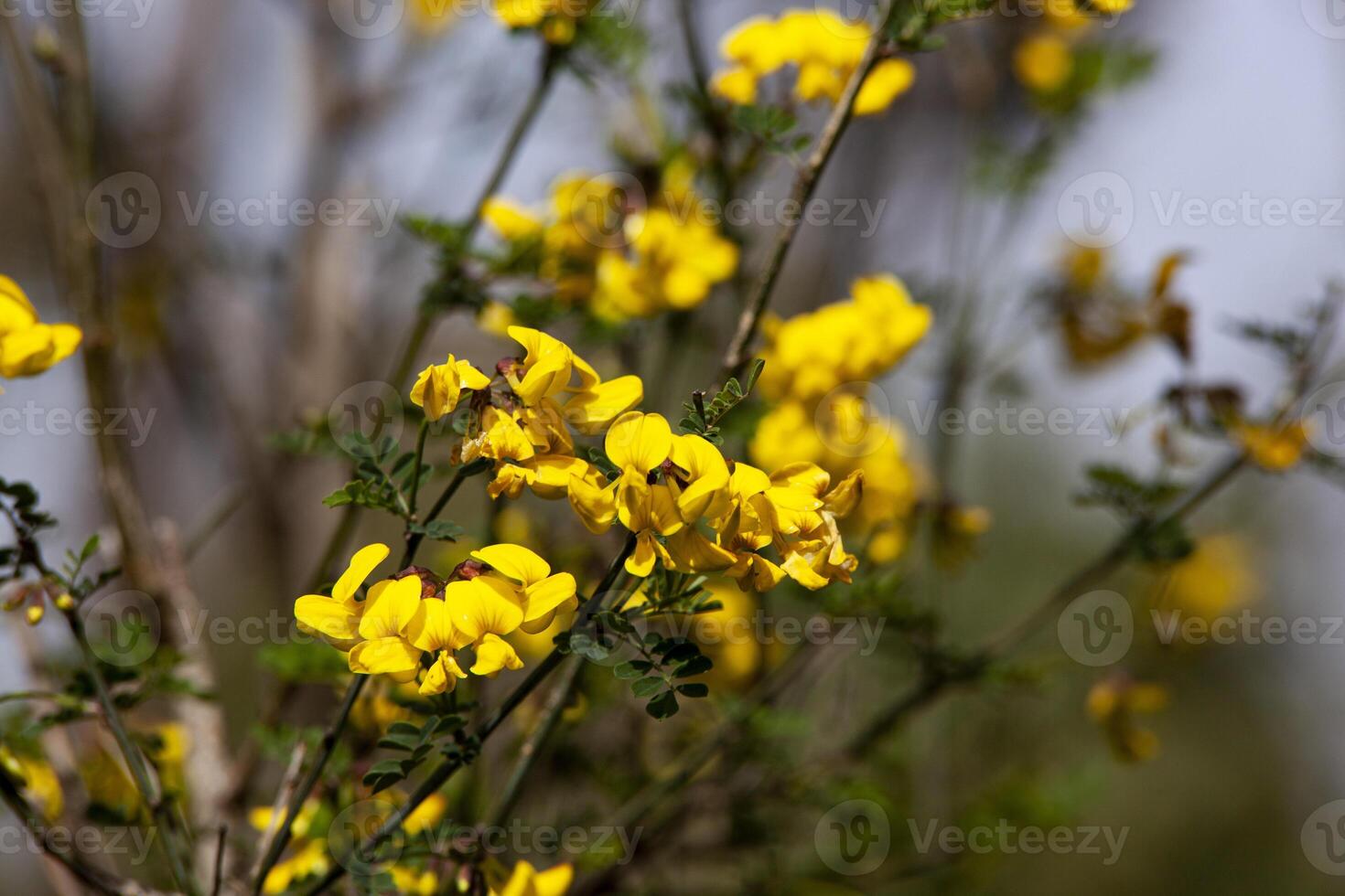 A forsythia bush with yellow flower petals in close-up. A branch with flowers. The plant is yellow in colour. Spring floral texture. Horizontal photo