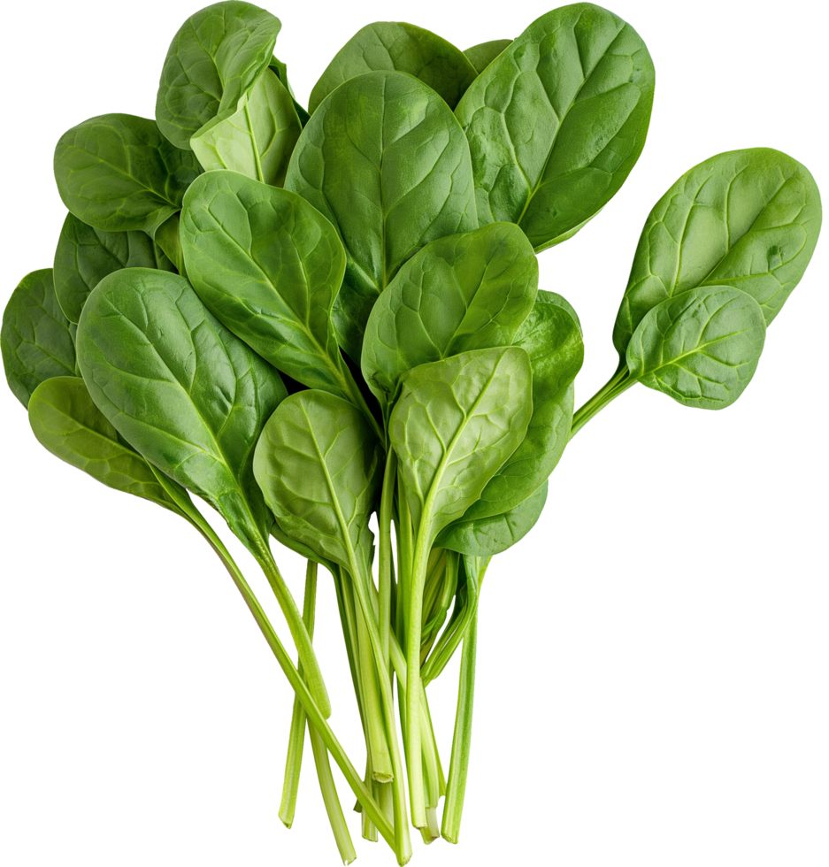 a bunch of green Spinach vegetables isolated on a transparent background png