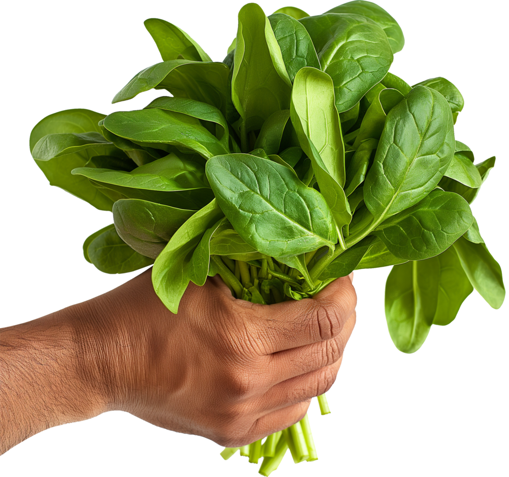 a Unrecognizable person showing healthy fresh spinach isolated png