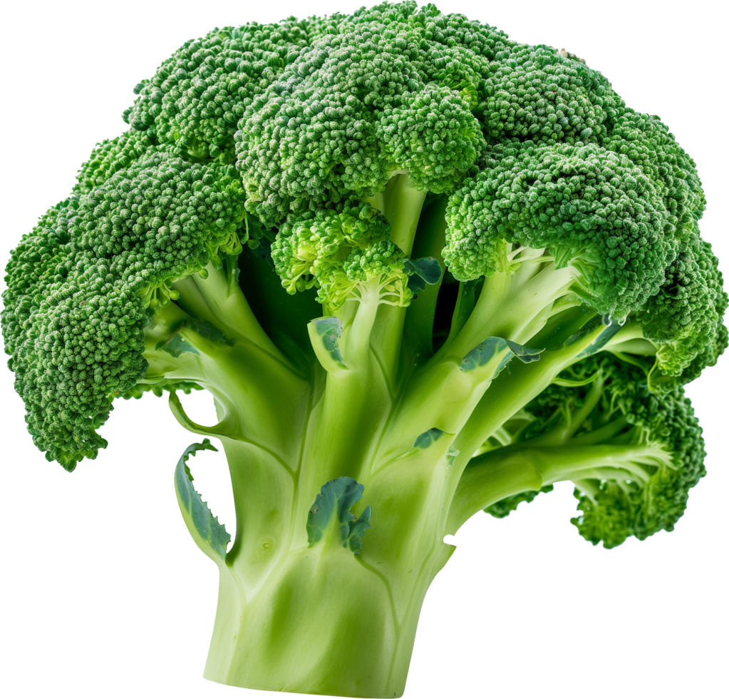 A Fresh green Broccoli vegetable isolated on a transparent background png