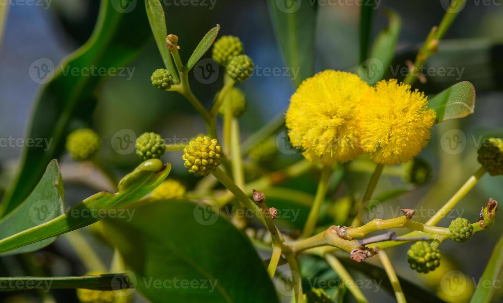 the beginning of mimosa flowering in Cyprus 2 photo