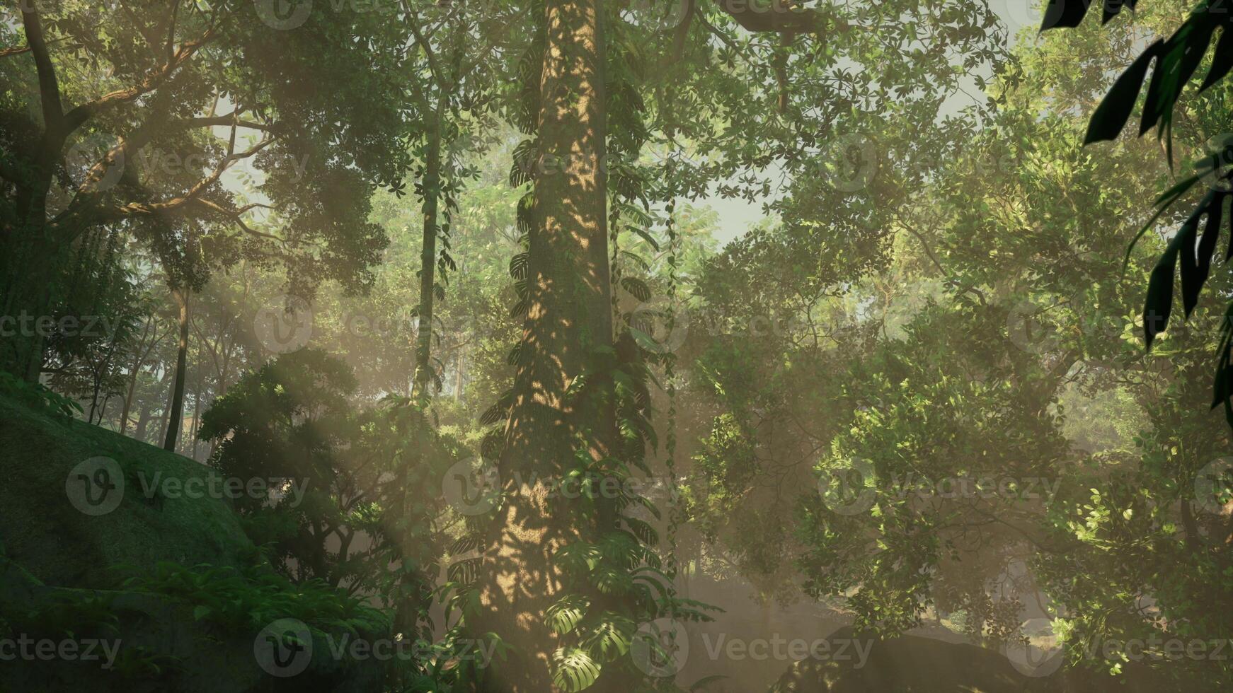 morning fog in dense tropical rainforest photo