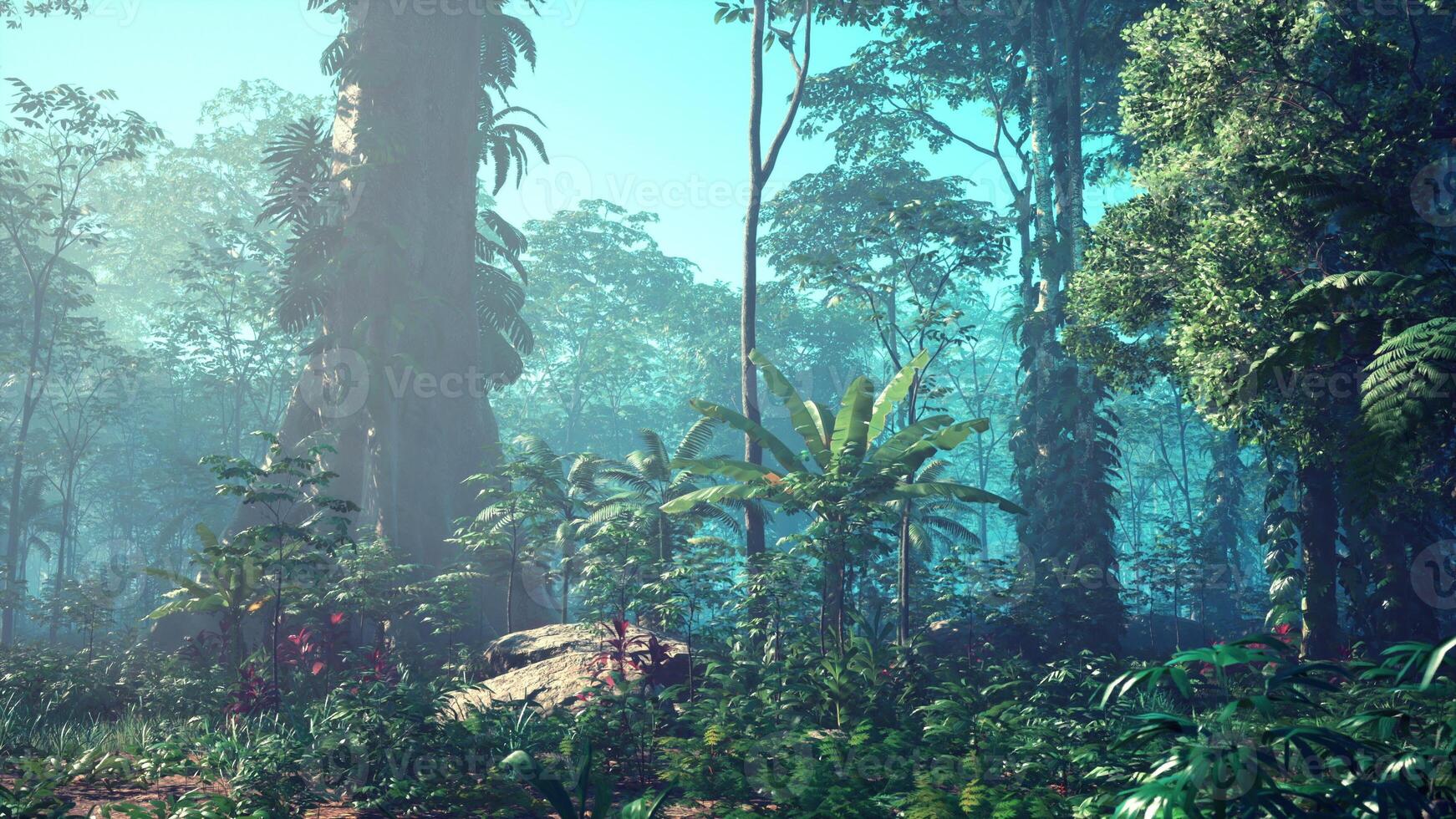 morning fog in dense tropical rainforest photo