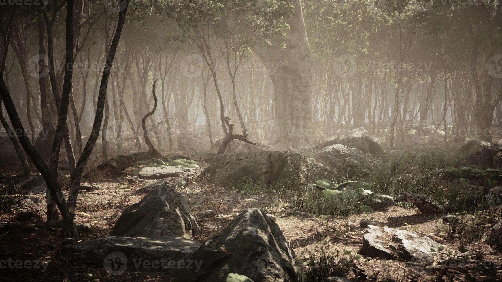 Roots of a tree in a misty forest photo