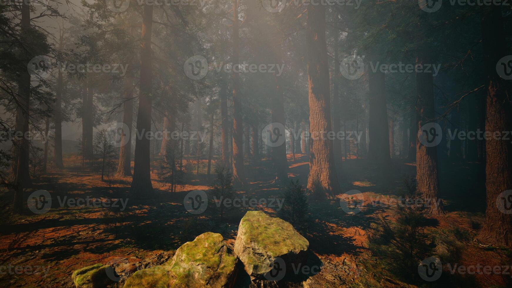 A dense and majestic forest with towering trees reaching for the sky photo