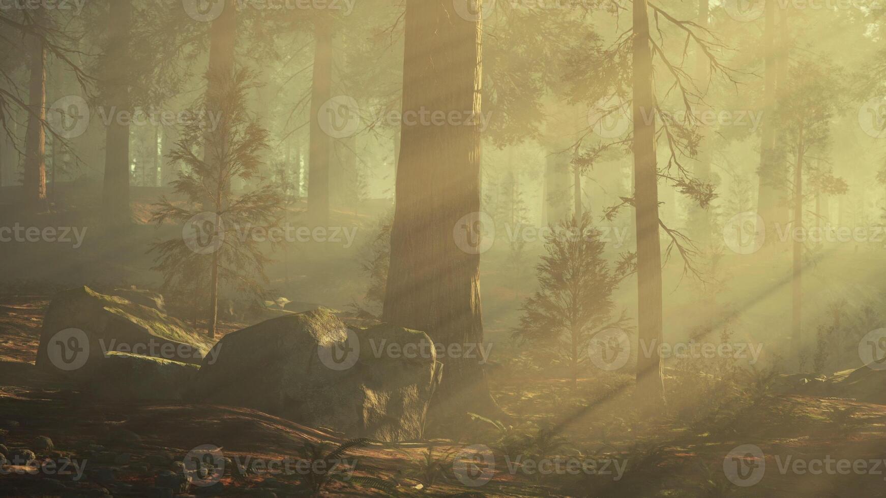 A foggy forest filled with lots of trees. dark forest photo