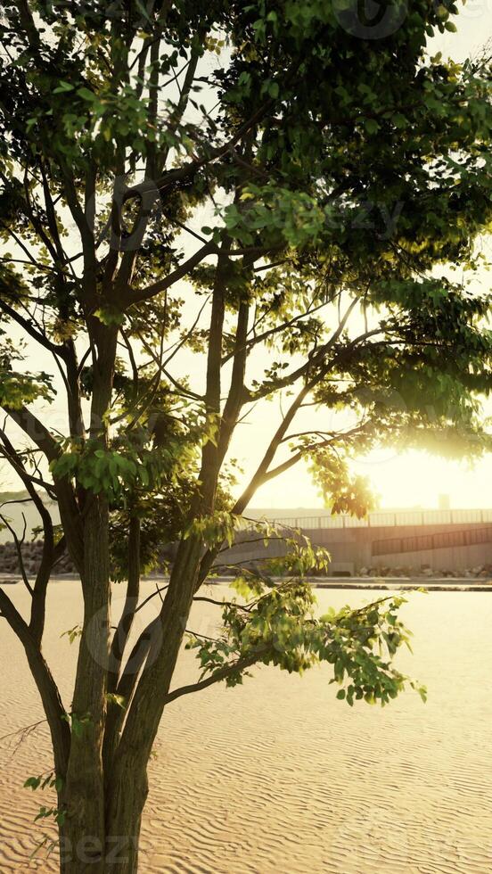 Sun Setting Behind Tree on Beach photo