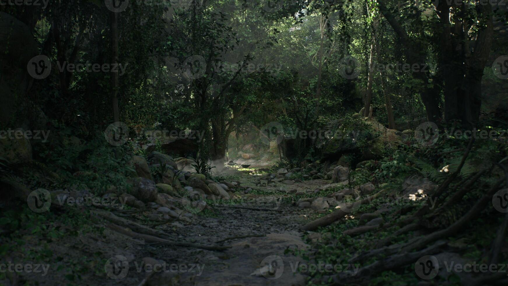 Dirt Path Cutting Through Dense New Zealand Jungle photo