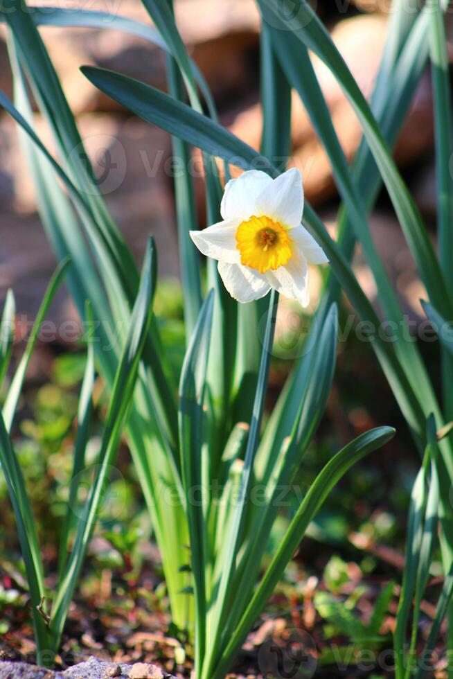 Narcissus is a genus of predominantly spring flowering perennial plants of the amaryllis family, Amaryllidaceae. photo