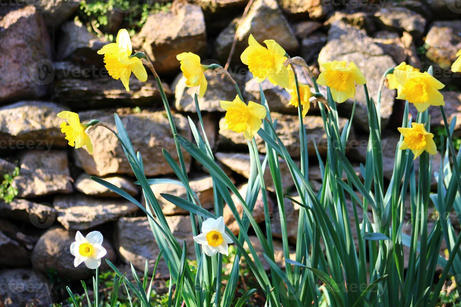 Narcissus is a genus of predominantly spring flowering perennial plants of the amaryllis family, Amaryllidaceae. photo