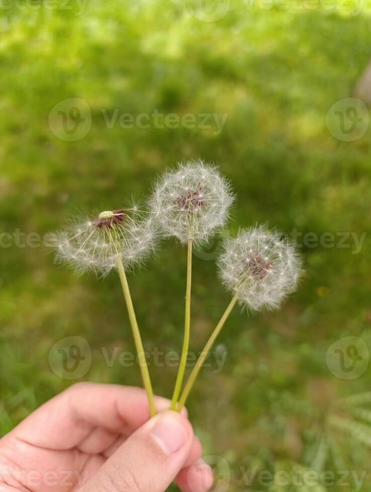 a person holds a dandelion with a green background. photo