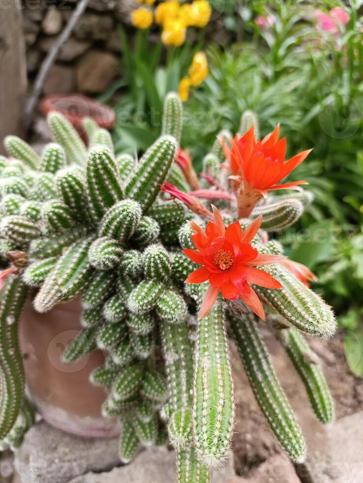 Chamaecereus silvestrii is a species of cactus from northwestern Argentina and Bolivia. it has been called the peanut cactus. photo