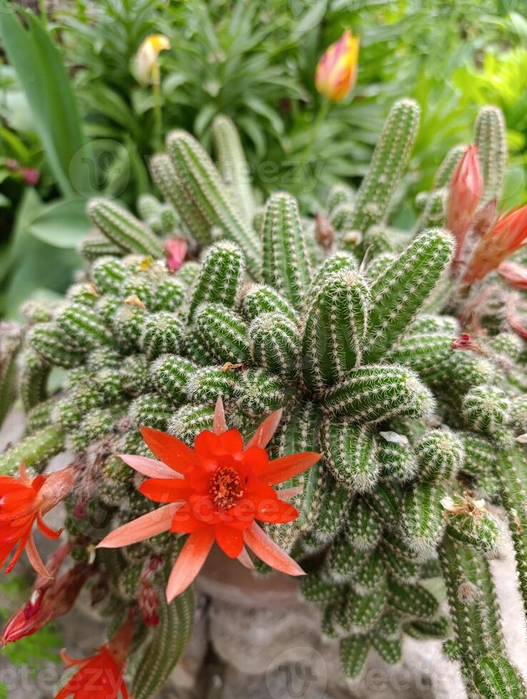 Chamaecereus silvestrii is a species of cactus from northwestern Argentina and Bolivia. it has been called the peanut cactus. photo