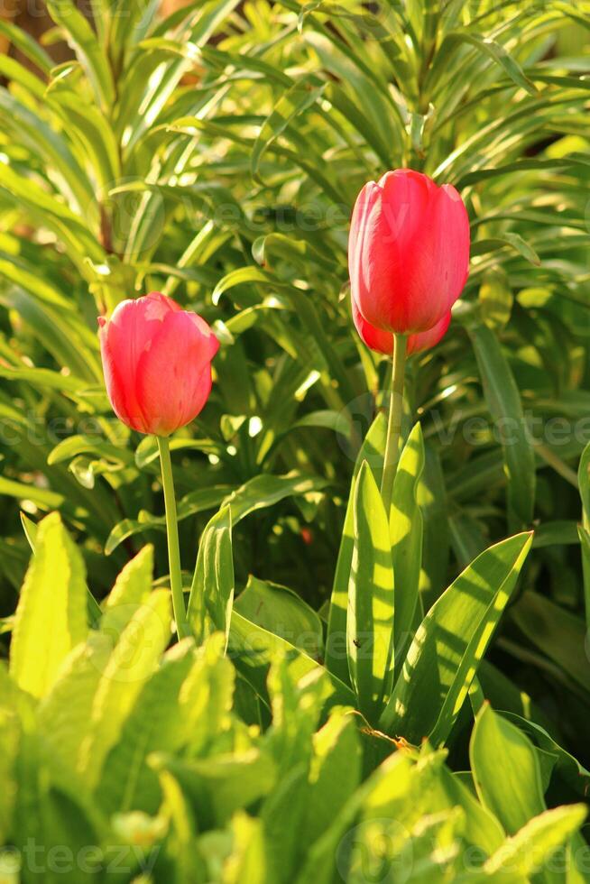 a bunch of red flowers with the word tulips on them. photo