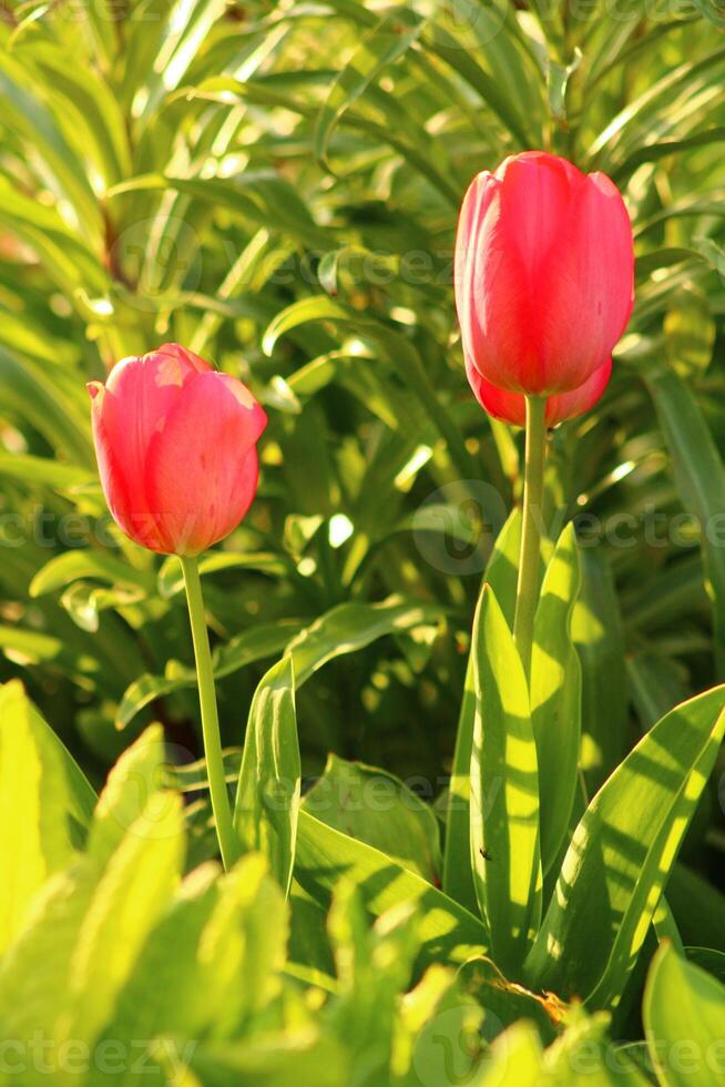 a bunch of red flowers with the word tulips on them. photo